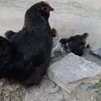 مرغ کرچ کوشین با جوجه