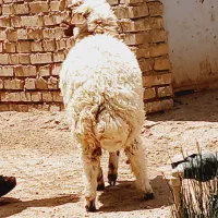 گوسفند وبره داشتی