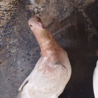کبوتر دورگ