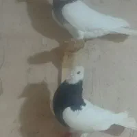 کبوتر طوقی