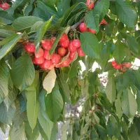 گیلاس فروشی