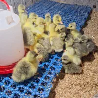 جوجه غاز و مرغ و بوقلمون