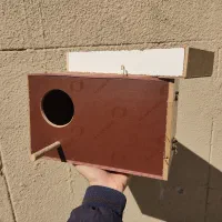 لونه عروس برزیلی گرینچیک و.... همراه سینی و پوشال