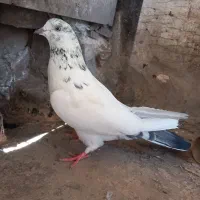 کفتر پرشی خوب