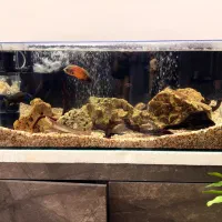 آکواریوم همراه با ماهی