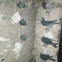 کفتر