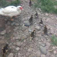 اردک اسراعیلی