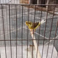 قناری نر ابلغ
