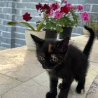 گربه|گربه|شفت, |دیوار