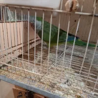 یک عدد راهب نامعلوم و یک عدد گرنچیک ماده