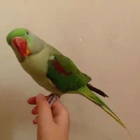 شاه طوطی یکسال ونیمه