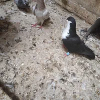 پرنده