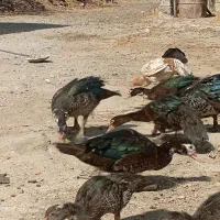 ۱۰عدد اردک اسرائیلی ماده