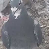 ۴ تا کفتر ۳تا نر ۱ماده