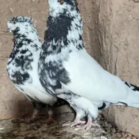 فروش نر کلدم سیاه بدرد بخور سو قدیم