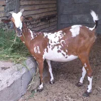 بز صلاله . رودان