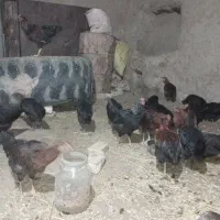 جوجه ی ۶ماهه ۲۰عدد
