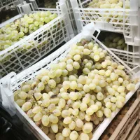 استخدام نیروی کار آقا