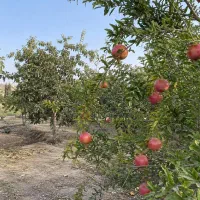 محلول‌ پاش بعد از برداشت