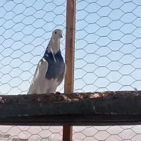 کبوتر