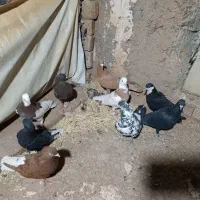 زرد طوقی گلیدمسفید زاقدمسفید