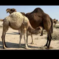 شیرودوغ شتر بطری یک کیلویی