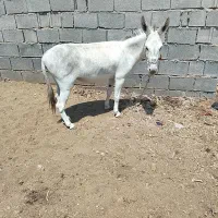الاغ ماده گله ای
