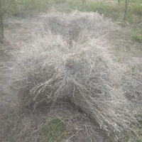 علوفه