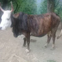 گلاچای
