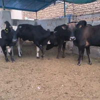 گوساله لاغر پرواری گیل دورگ