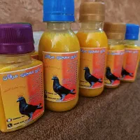 کبوتر (درمان) پرنده چاپی سار جوجه دوکت تیپ پلنگ