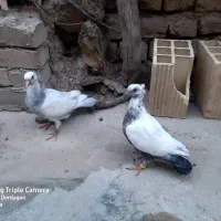 4تا کبوتر و دوتا جوجه