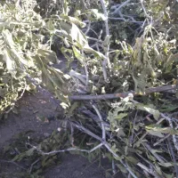 فروش چوب گردو از خود باغ دار بی واسطه