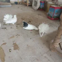 کبوتر چتری