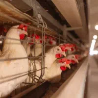 فروش مرغ صنعتی و بومی تخم گذار با قفس