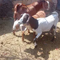 نری و دوتا بز آبست