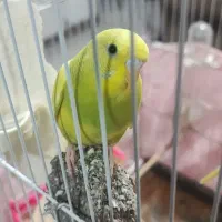 مرغ عشق|پرنده|کلاچای, |دیوار