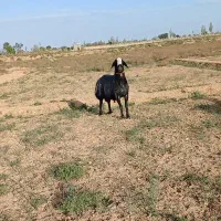قوچ اصیل شال شش دندان
