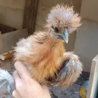 نیمچه ابریشمی کوپال تعداد محدود