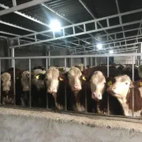 گوساله پرواری در بجنورد