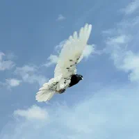 کبوتر بوم. کله سیاه. ساده .سار تهرونی.