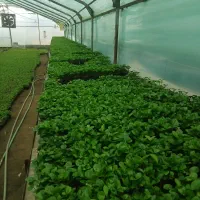 فروش سبزه نارنج