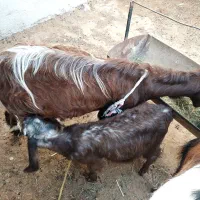 یک بز دورگه