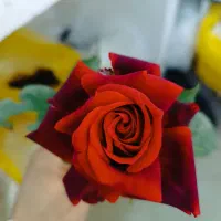 برنج رز فاخر