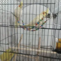 عروس هلندی