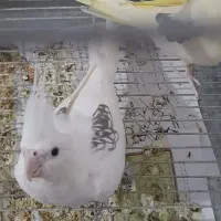 عروس هلندی دوکت بدون پر غلط