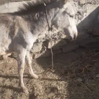 الاغ نر جوان ۳ساله
