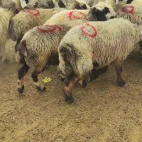 میش داشتی