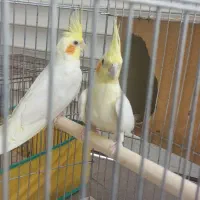 عروس هلندی