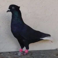 ۱۰تا کبوتر دم سفید با هم